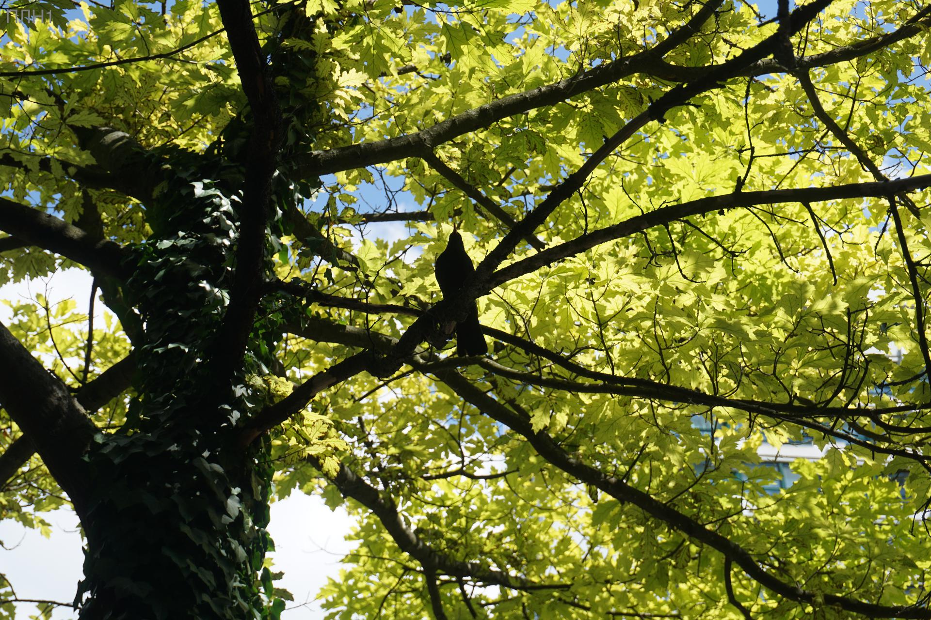 Ein Vogel (Krähe?) in einem lichtdurchfluteten grünen Baum.